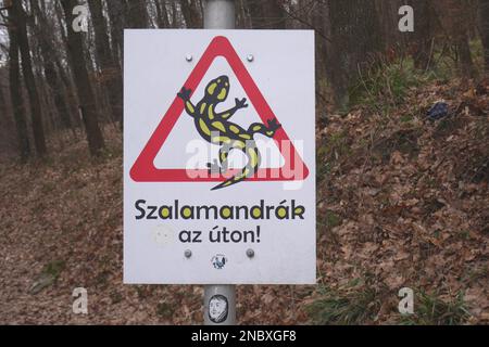 Le panneau de signalisation routière en hongrois avertissant les conducteurs que des salamandres d'incendie (salamandra salamandra) peuvent être sur la route, Koszeg Hills, Hongrie Banque D'Images