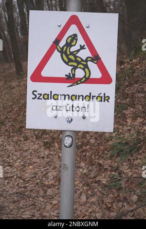 Le panneau de signalisation routière en hongrois avertissant les conducteurs que des salamandres d'incendie (salamandra salamandra) peuvent être sur la route, Koszeg Hills, Hongrie Banque D'Images