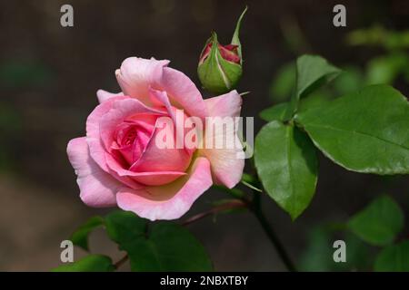 Une rose rose et un rosebud fleuris sur fond vert naturel, vue rapprochée Banque D'Images