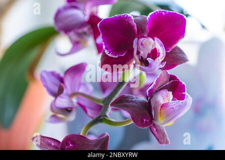 Une branche de fleur d'orchidée pourpre. gros plan sur une orchidée violette sur un arrière-plan flou. Banque D'Images