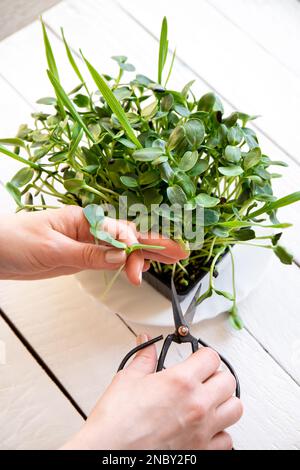 Pousses de tournesol connues sous le nom de microgreens croissant dans la cuisine maison et la femme a coupé des feuilles à la main pour manger. Salade saine et pleine de vitamines. Banque D'Images