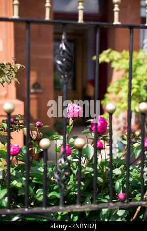 Pivoines dans le jardin avant Banque D'Images