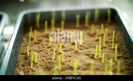 Gros plan, jeunes pousses vertes dans le sol, le sol. croissance des pousses, germination des graines de céréales diverses, reproduction, en petites boîtes, dans une chambre spéciale, en laboratoire. Photo de haute qualité Banque D'Images