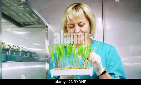 le travailleur de laboratoire examine la croissance de jeunes pousses vertes dans le sol, dans de petites boîtes, sur les étagères de la chambre spéciale, en laboratoire. Recherche en laboratoire scientifique, biotechnologie, concept OGM. Photo de haute qualité Banque D'Images