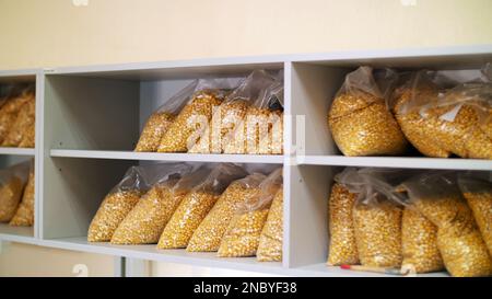 Recherche en laboratoire de graines de maïs. échantillons de différentes espèces, variétés de maïs de sélection. laboratoire pour l'analyse et le diagnostic des grains sur le terrain. la culture du maïs. Photo de haute qualité Banque D'Images