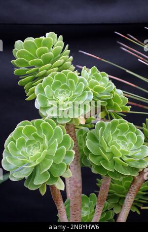 Green Aeonium Arboreum 'Tree Houseleek' succulent Flower en exposition au Southport Flower Show, Merseyside, Lancashire, Angleterre, Royaume-Uni. Banque D'Images