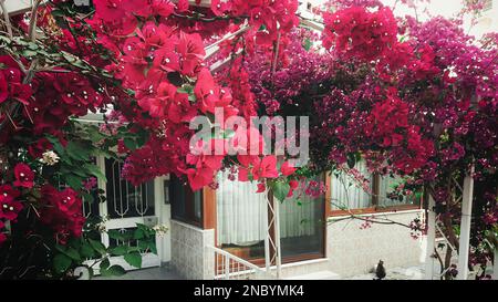 Izmir maison avec bougainvilliers fleurs dans le jardin, Bostanli, Turquie Banque D'Images