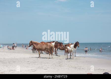 L'île d'Assateague, des chevaux sauvages ou des poneys le long de la plage et de l'océan en été, se trouvent également à Chincoteague Banque D'Images