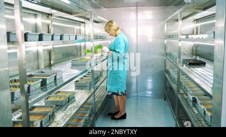 le travailleur de laboratoire examine la croissance de jeunes pousses vertes dans le sol, dans de petites boîtes, sur les étagères de la chambre spéciale, en laboratoire. Recherche en laboratoire scientifique, biotechnologie, concept OGM. Photo de haute qualité Banque D'Images