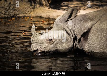 Indian Rhinoceros dans Sunny Zoo Pond. Les rhinocéros Unicornis boit de l'eau dans le jardin zoologique. Banque D'Images