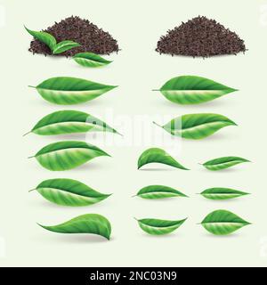 Feuille de thé verte. Pile de plantes, bouquet d'épices d'herbes, tiges d'herbes et brindilles, ingrédients frais pour jeunes et beauté signe écologique. 3d éléments bio-isolés de jardin. Vecteur de feuillage de printemps concept réaliste Illustration de Vecteur