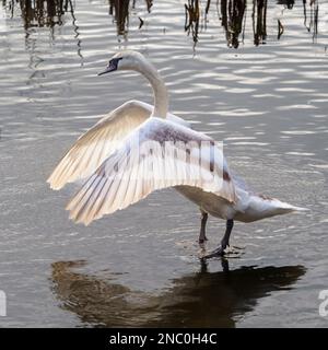 Wings Spread, un cygne muet juvénile, Cygnus olor, se dresse dans le lac à Stover Park, Devon, Royaume-Uni Banque D'Images