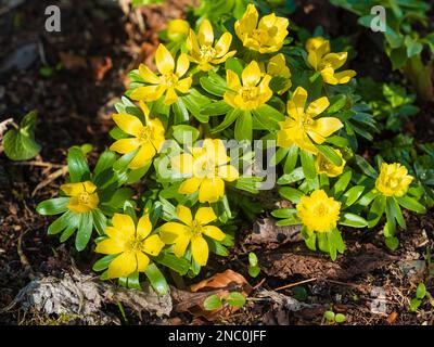 Fleurs d'hiver jaunes du tubercule nain robuste, Eranthis hyemalis, aconite d'hiver Banque D'Images