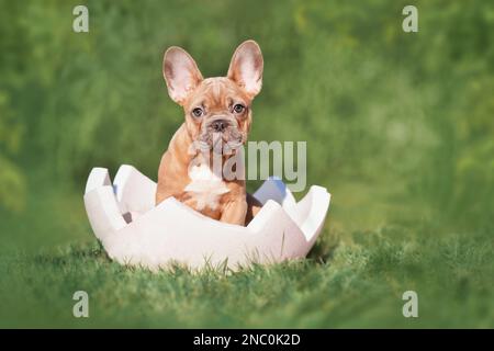Chien Bulldog français chiot assis dans un coquetier sur l'herbe avec espace de copie Banque D'Images
