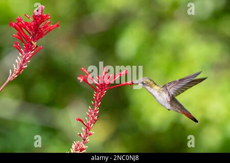 Ruby Topaz Hummingbird se nourrissant d'une fleur tubulaire rouge au soleil. Banque D'Images