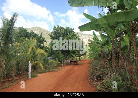 Vue à couper le souffle à Vale de Viñales (vallée de Vinales) dans la province de Pinar del Rio, Cuba Banque D'Images