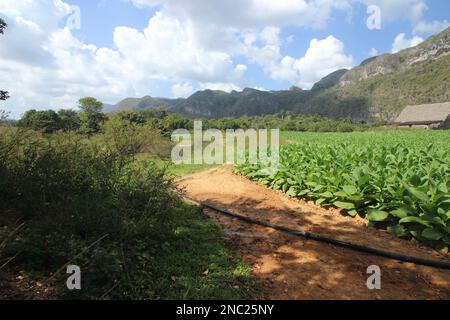 Vue à couper le souffle à Vale de Viñales (vallée de Vinales) dans la province de Pinar del Rio, Cuba Banque D'Images