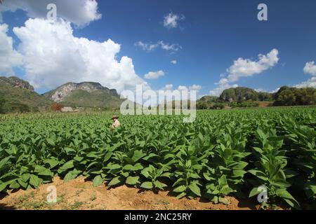 Vue à couper le souffle à Vale de Viñales (vallée de Vinales) dans la province de Pinar del Rio, Cuba Banque D'Images