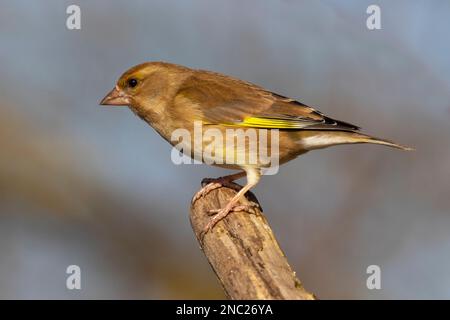 Une femelle Greenfinch perchée sur un arbre à RSPB Lakenheath, à Norfolk, en Angleterre, en février 2023 Banque D'Images