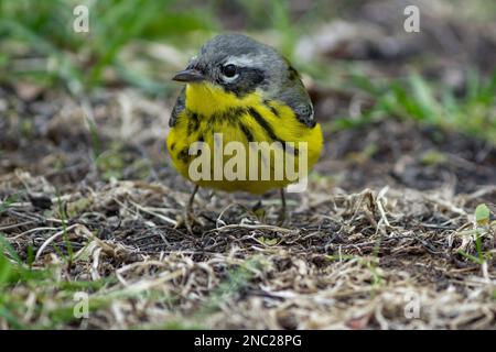 Une paruline de magnolia pose pour un portrait sur l'herbe séchée. Banque D'Images