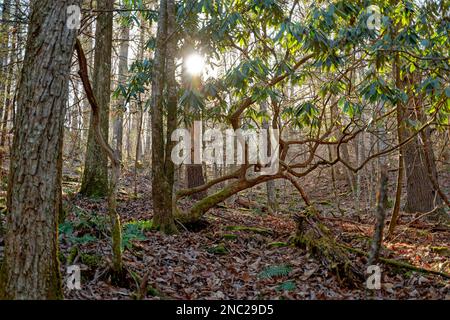 Lumière du soleil vive descendant derrière le flanc de la montagne mettant en valeur la forêt en hiver Banque D'Images