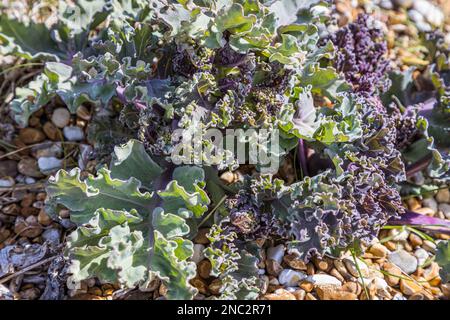 Sea Kale (Crambe maritima), Dungeness, Kent Banque D'Images