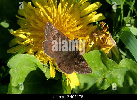 Hespérie dingy (Erynnis tages) adulte avec ailes ouvertes se nourrissant sur le pissenlit Pologne Mai Banque D'Images