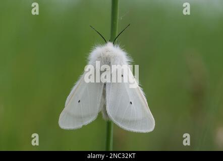 Mousseline Moth (Diaphora mendica) une femelle de jour se reposant sur l'herbe Pologne Mai Banque D'Images