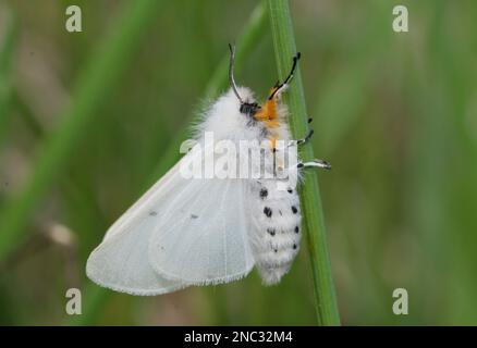 Mousseline Moth (Diaphora mendica) ndayvolante femelle reposant sur l'herbe avec des ailes élevées Pologne Mai Banque D'Images