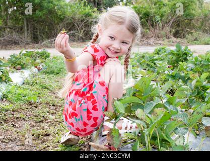 Une petite fille souriante cueille des fraises dans une robe rose sur la ferme de fraises u-pick. Fille regardant la fraise Banque D'Images