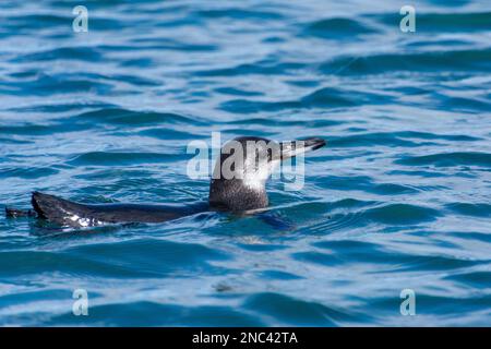 Un pingouin de Galapagos nageant dans l'océan Pacifique au large de l'île d'Isabela (Isla Isabela) dans les Galapagos, Equateur. Banque D'Images