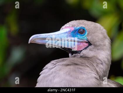 Portrait d'un booby à pieds rouges (sula sula), connu pour son bec coloré et ses pieds rouges. Situé sur l'île d'Isla Genovesa dans les Galapagos, Equateur. Banque D'Images