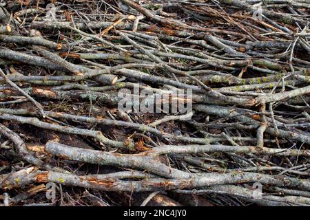 Texture des branches et des branches empilées des arbres. Bois long mince posé et empilé sur le sol par la forêt. Banque D'Images