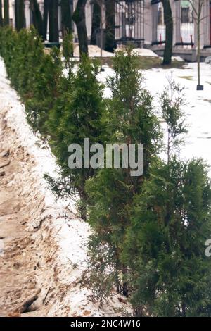 Gros plan sur des buissons verts dans le requin dans la neige Banque D'Images