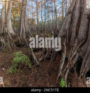 Base cannelée d'arbres de cyprès de l'étang dans l'étang à Indian Lake State Park, Floride Banque D'Images