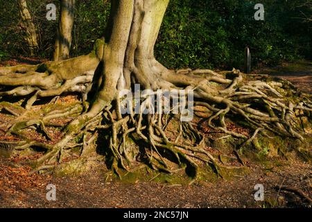 Hêtre européen avec racines exposées, bois de Knighton, Buckhurst Hill, Essex Banque D'Images