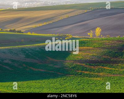 Les terres agricoles de printemps dans les collines de Morvia en République tchèque. Banque D'Images