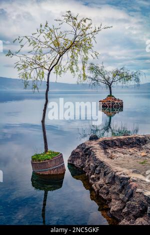 Deux saules parmi l'eau du lac d'Ohrid. Magnifique scène matinale de la Macédoine du Nord, Europe. Beauté de la nature concept fond. Banque D'Images