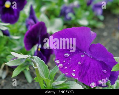 gouttes de pluie sur les pétales délicats d'un gros plan de pansy violet, fond naturel coloré avec fleurs de printemps dans des gouttes de texture Banque D'Images