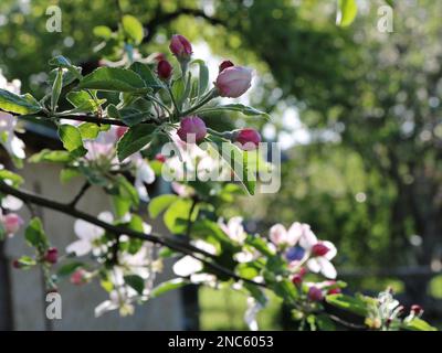 bourgeons non ouverts d'un pommier sur une branche gros plan le jour du printemps clair, floraison saisonnière d'arbres fruitiers sur l'exemple d'un pommier Banque D'Images