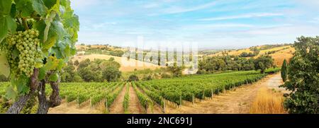 Vignobles avec vigne et paysage toscan vallonné près de la cave de vinification le long de la route du Chianti au soleil d'été, Toscane Italie Europe Banque D'Images