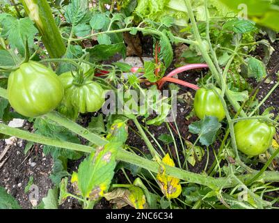 Jardinage urbain en ville sur balcon ou terrasse avec légumes : tomate, salade, radis, carotte et verger. Alimentation végétalienne et alimentation saine pour un sus Banque D'Images