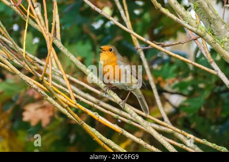 Robin européen, erithacus rubecula, gazouillis sur un arbre Banque D'Images