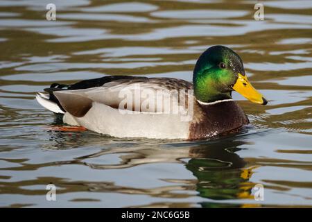 Malard mâle, Anas platyrhynchos, canard sauvage Banque D'Images