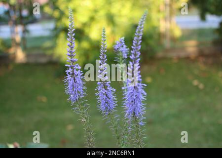 Veronica fleurit dans le jardin. Fleur bleue délicate de Veronica longifolia sur fond vert. Jardins du cottage. Banque D'Images