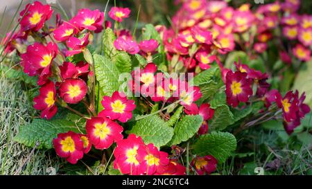 Au printemps, les primroses rouges fleurissent dans le jardin. Primrose commun. Jardins du cottage. Banque D'Images