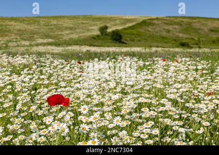 Coquelicot dans le champ de camomille en été, Europe Banque D'Images