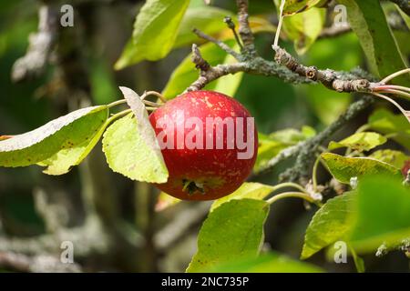 Fruit de pomme poussant sur un pommier Banque D'Images