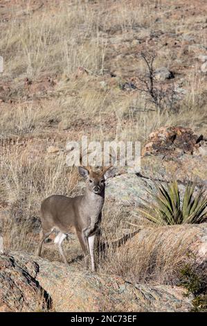 Buck Coues Whitetail Deer dans la rut dans le monument national Chiricahua Arizona Banque D'Images