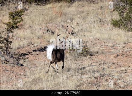 Buck Coues Whitetail Deer dans la rut dans le monument national Chiricahua Arizona Banque D'Images